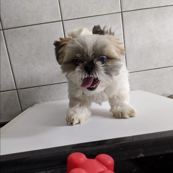 Meet your Posher, Danielle - Picture 1 of 1